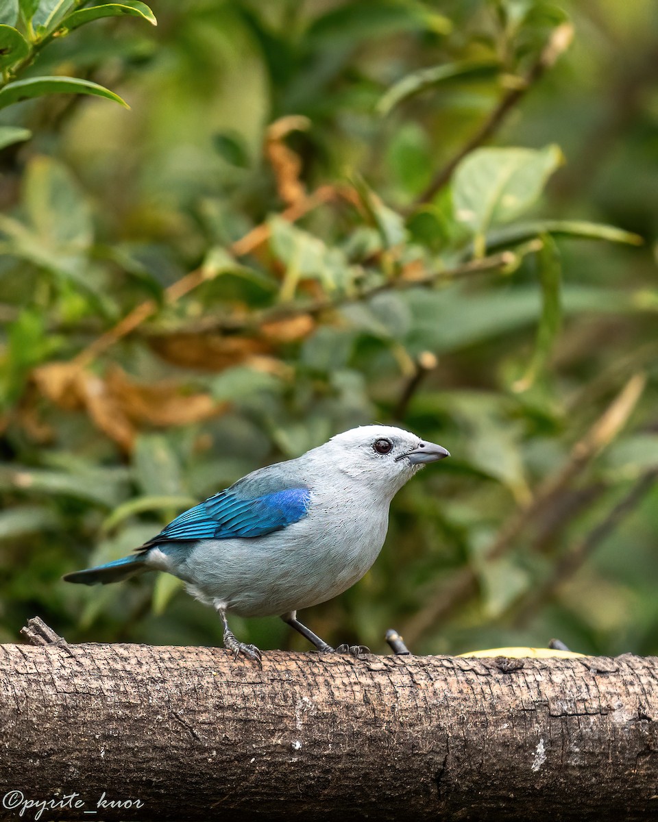 Blue-gray Tanager - ML659366678