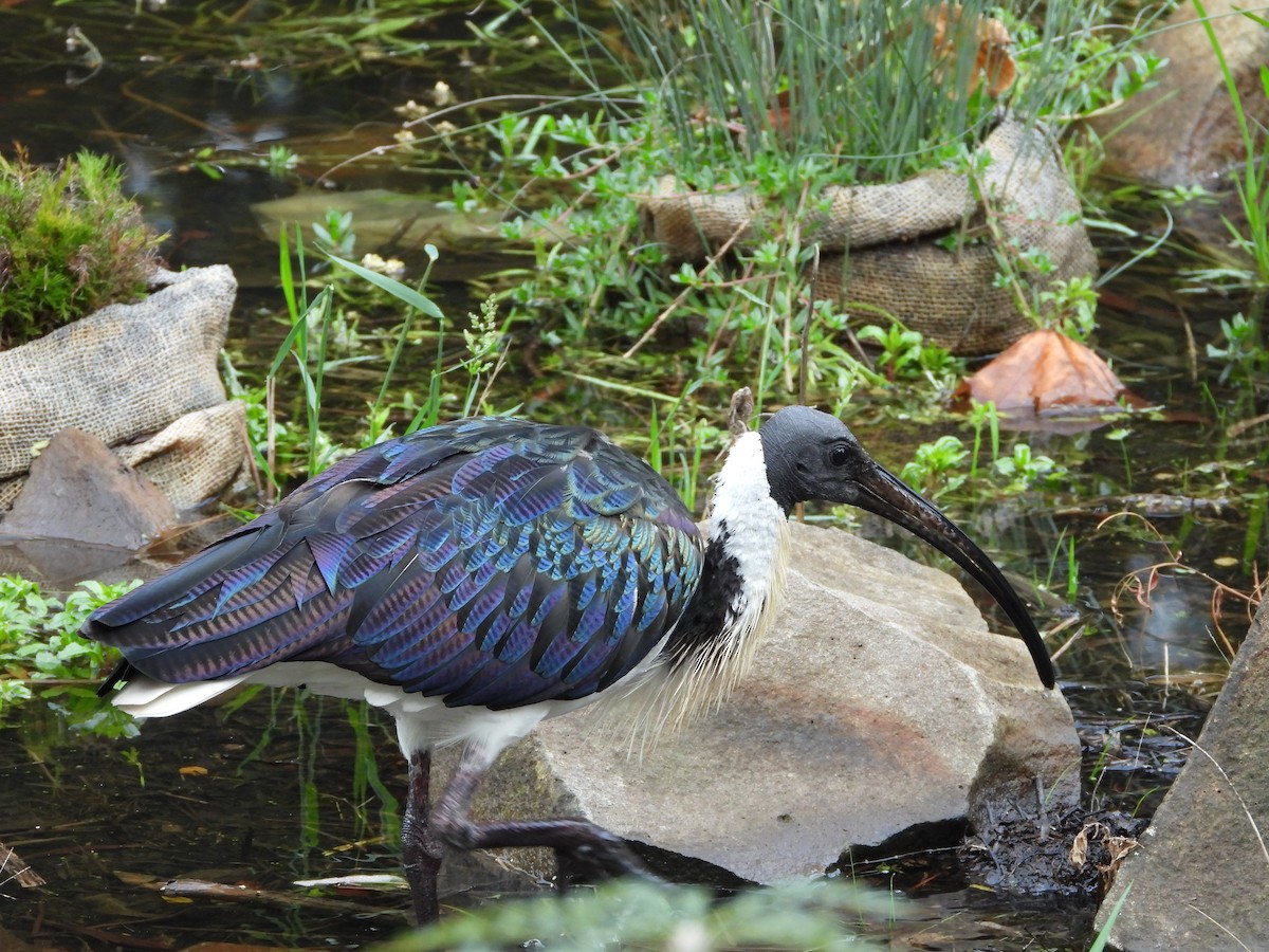 Straw-necked Ibis - ML659366714