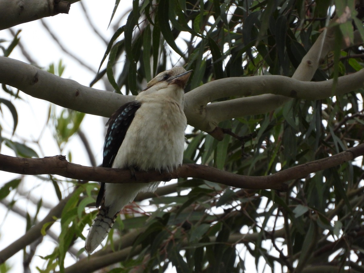 Laughing Kookaburra - ML659366741