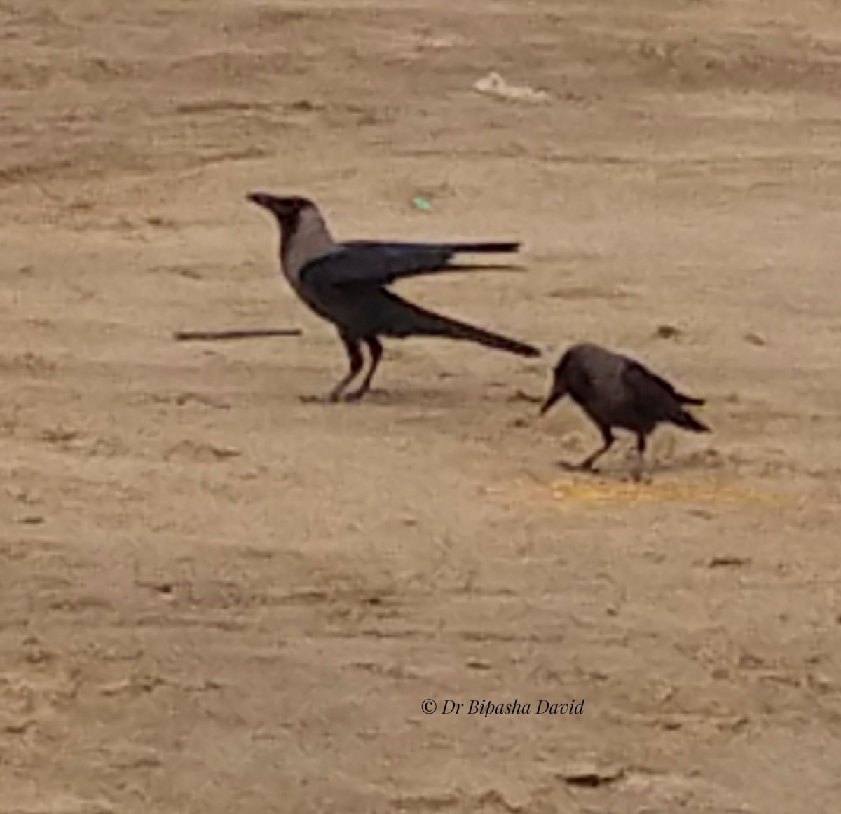 House Crow - ML659366745