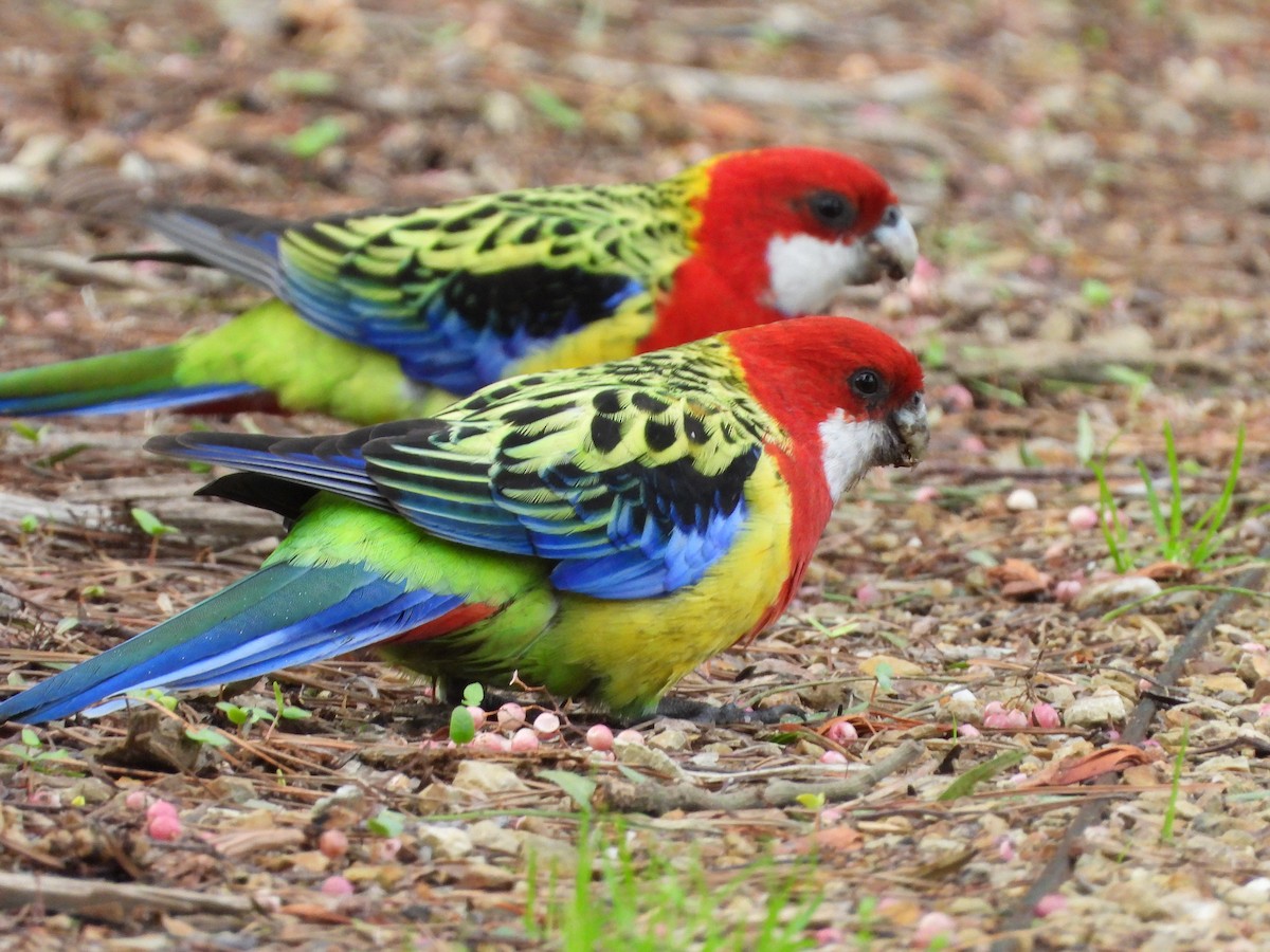 Eastern Rosella - ML659366792