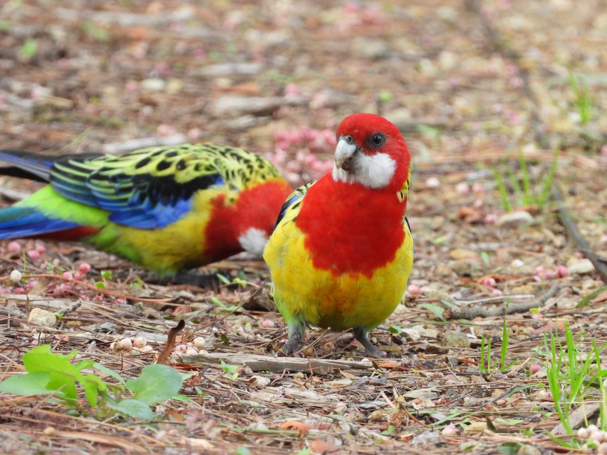 Eastern Rosella - ML659366810