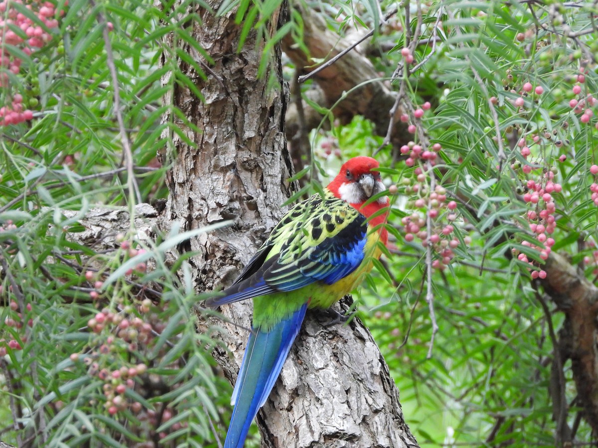 Eastern Rosella - ML659366831