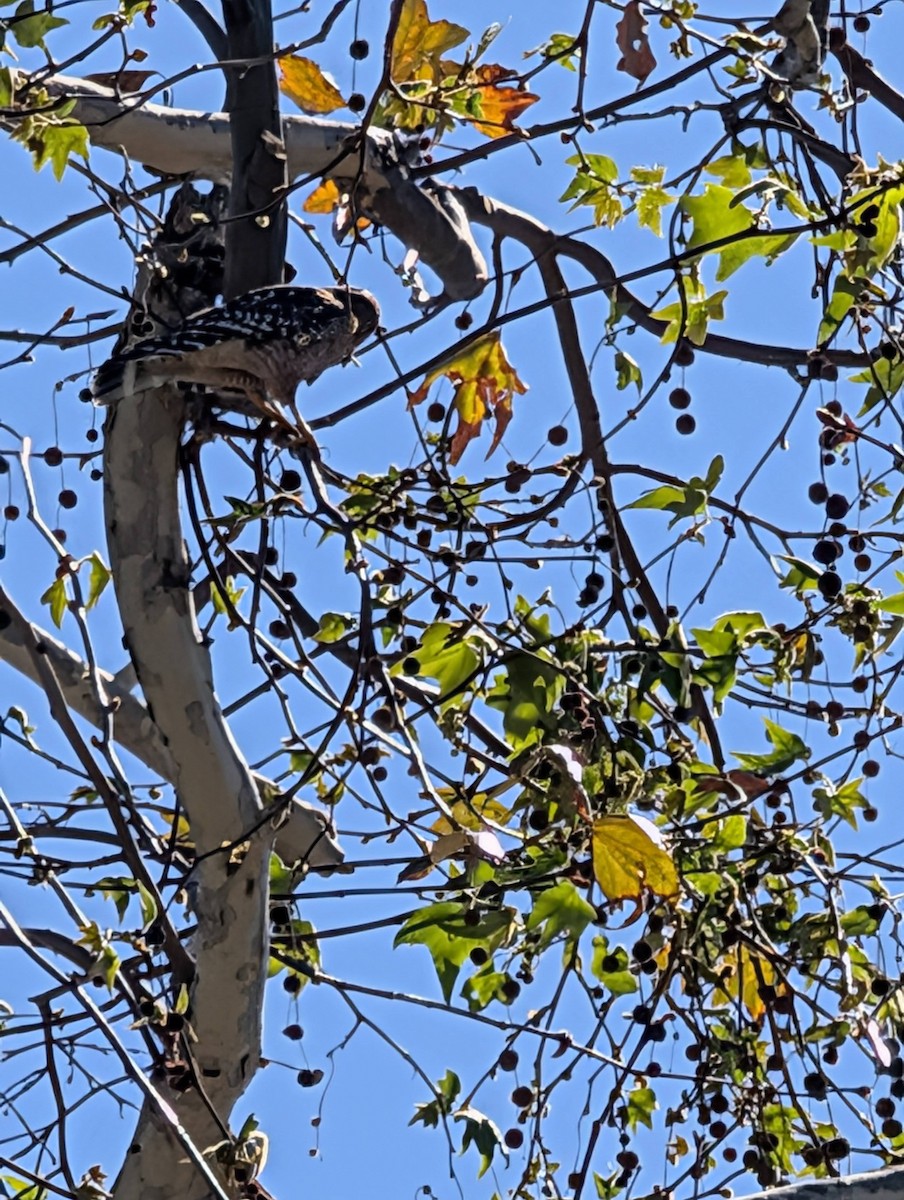 Red-shouldered Hawk - ML659366848