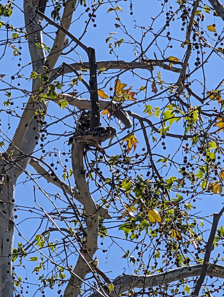 Red-shouldered Hawk - ML659366849