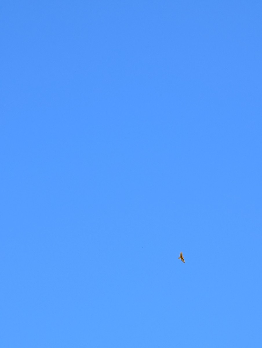 Red-shouldered Hawk - ML659366850