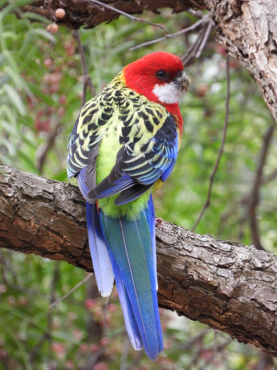 Eastern Rosella - ML659366856