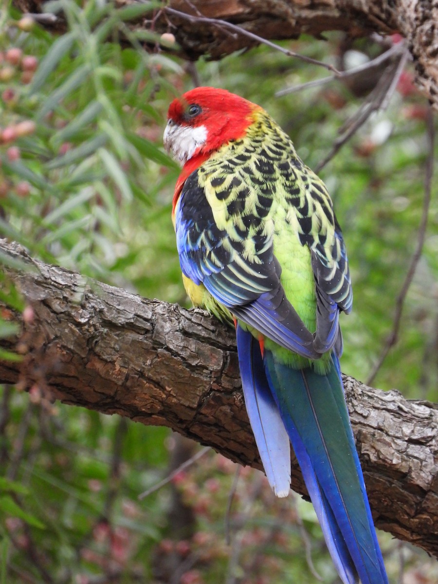 Eastern Rosella - ML659366884