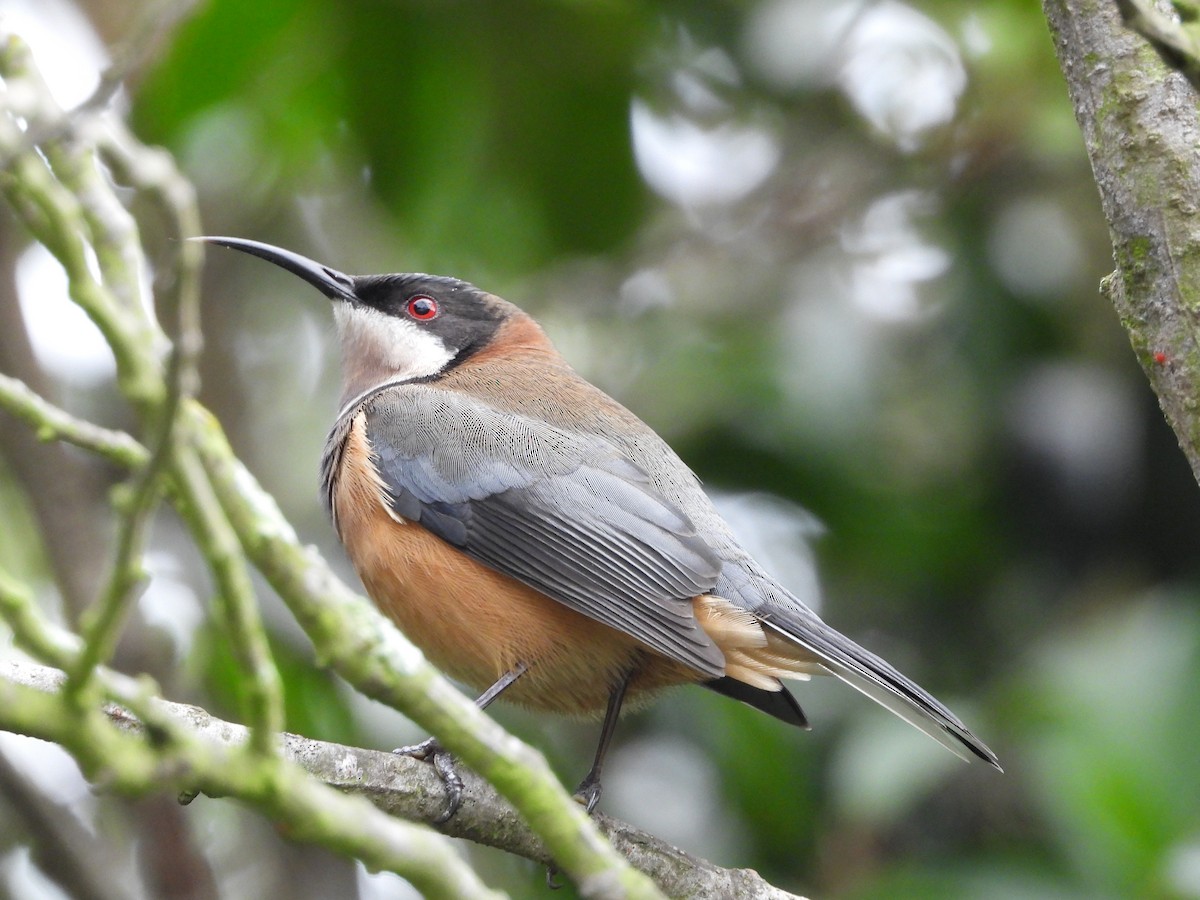 Eastern Spinebill - ML659366915