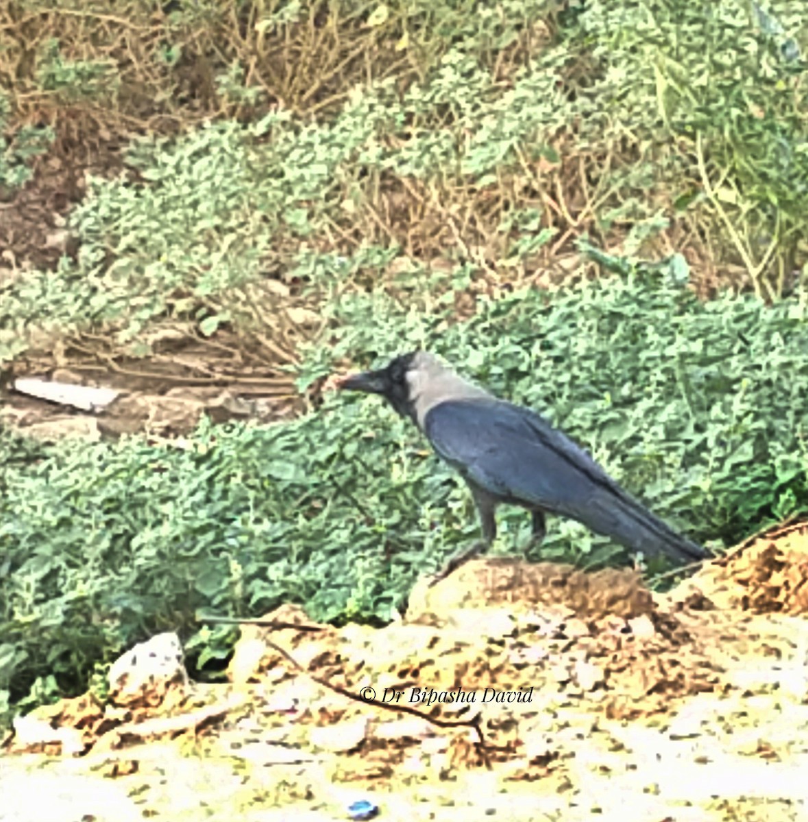 House Crow - ML659366923