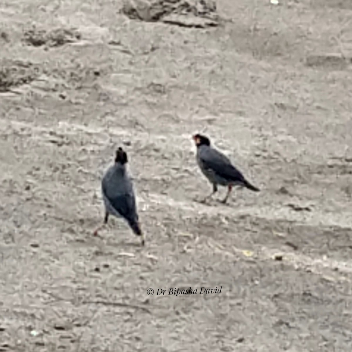 Bank Myna - ML659366933
