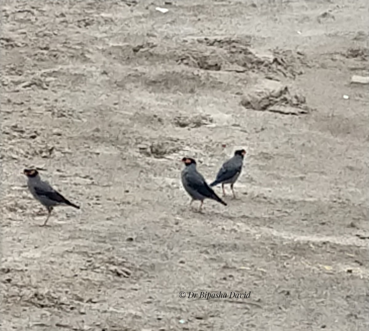 Bank Myna - ML659366938