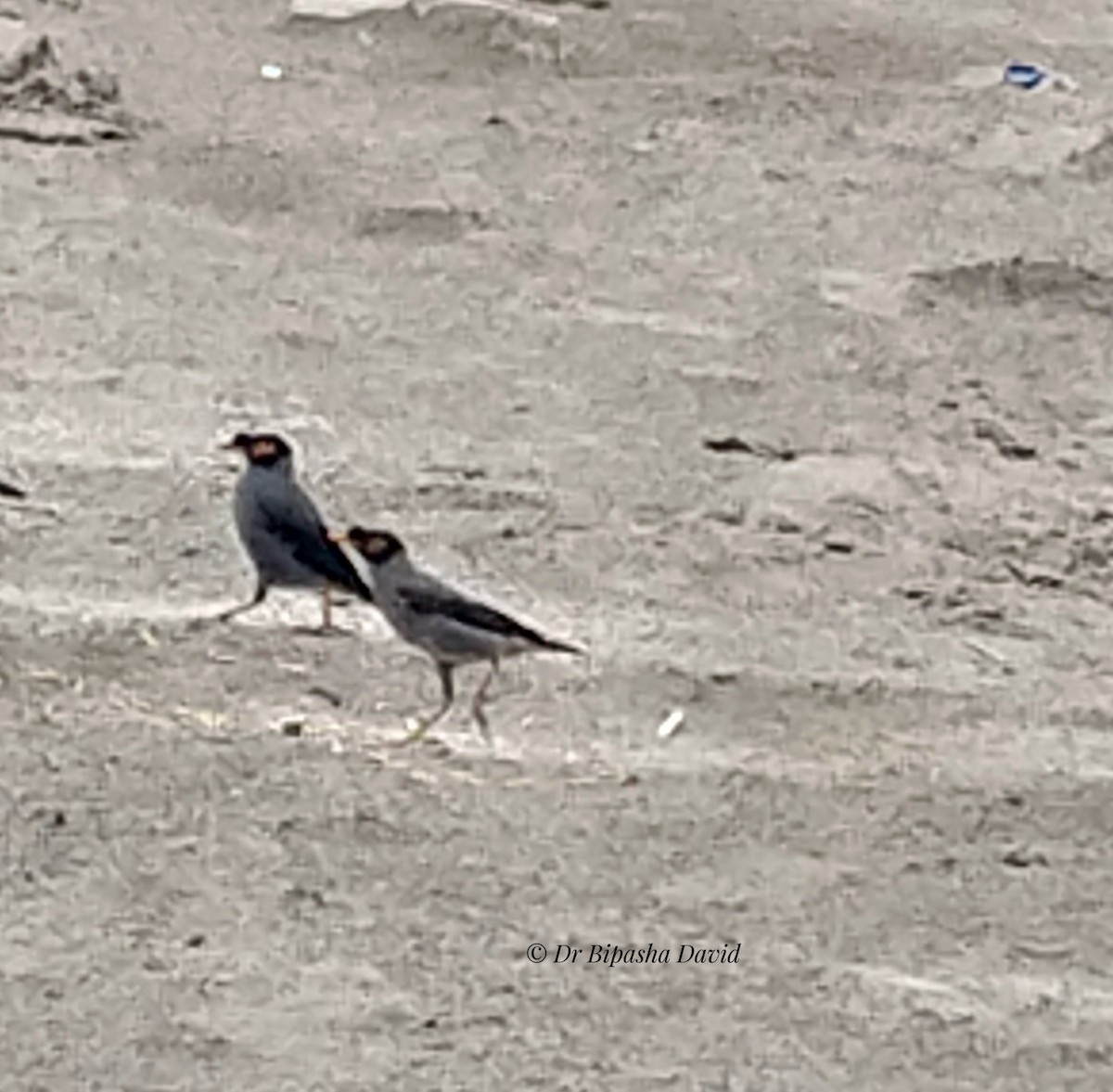 Bank Myna - ML659366945