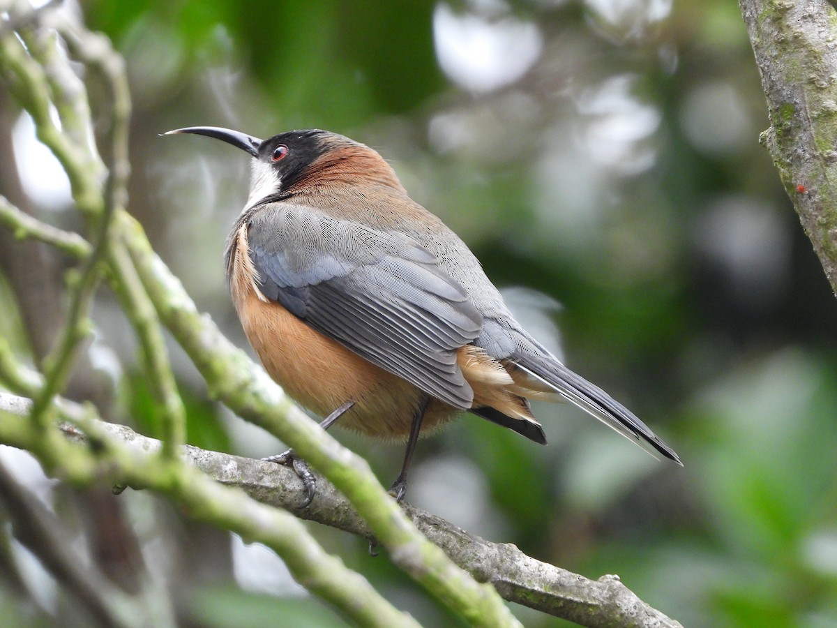 Eastern Spinebill - ML659366946