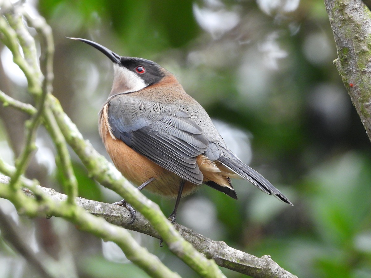 Eastern Spinebill - ML659366957