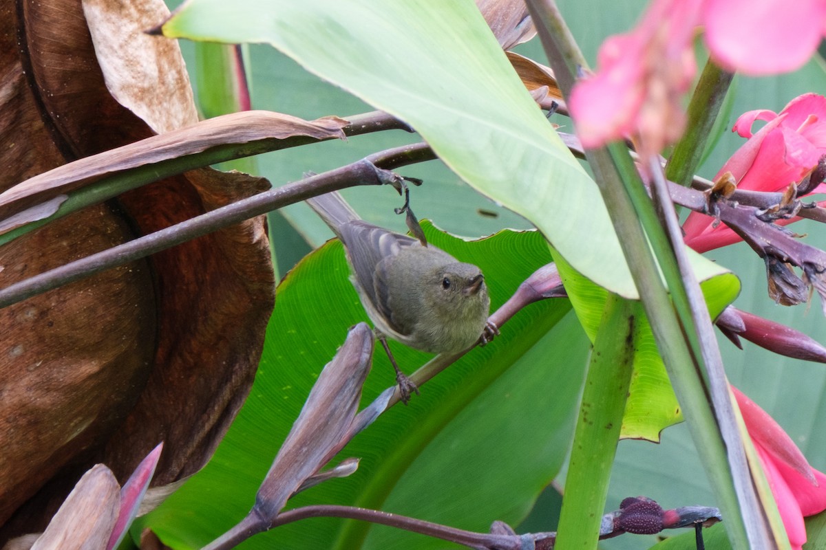 Slaty Flowerpiercer - ML659367153