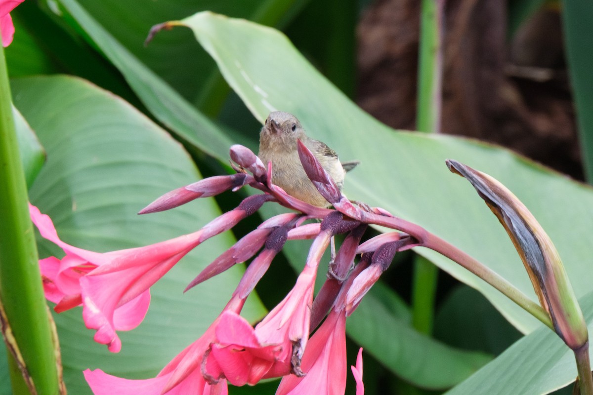Slaty Flowerpiercer - ML659367154