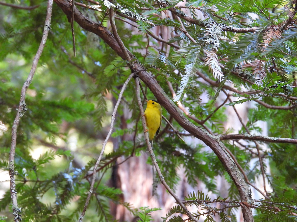 Wilson's Warbler - ML659367265