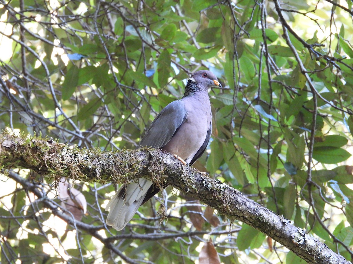 Band-tailed Pigeon - ML659367288