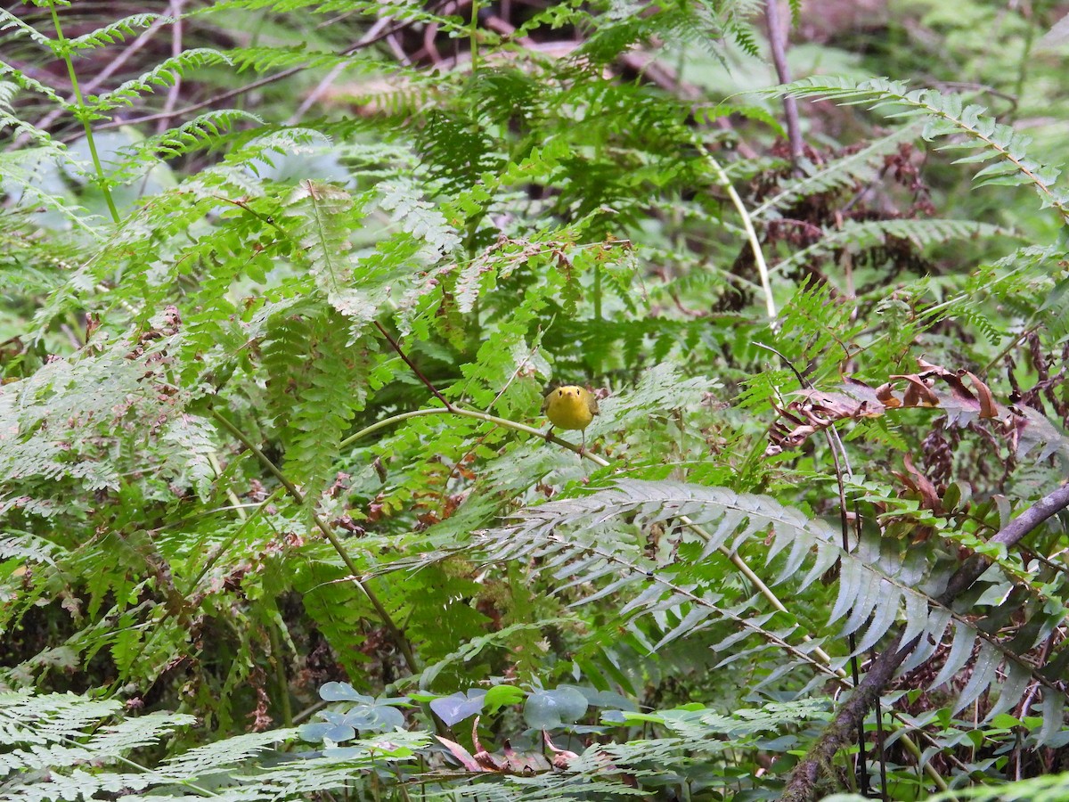 Wilson's Warbler - ML659367294