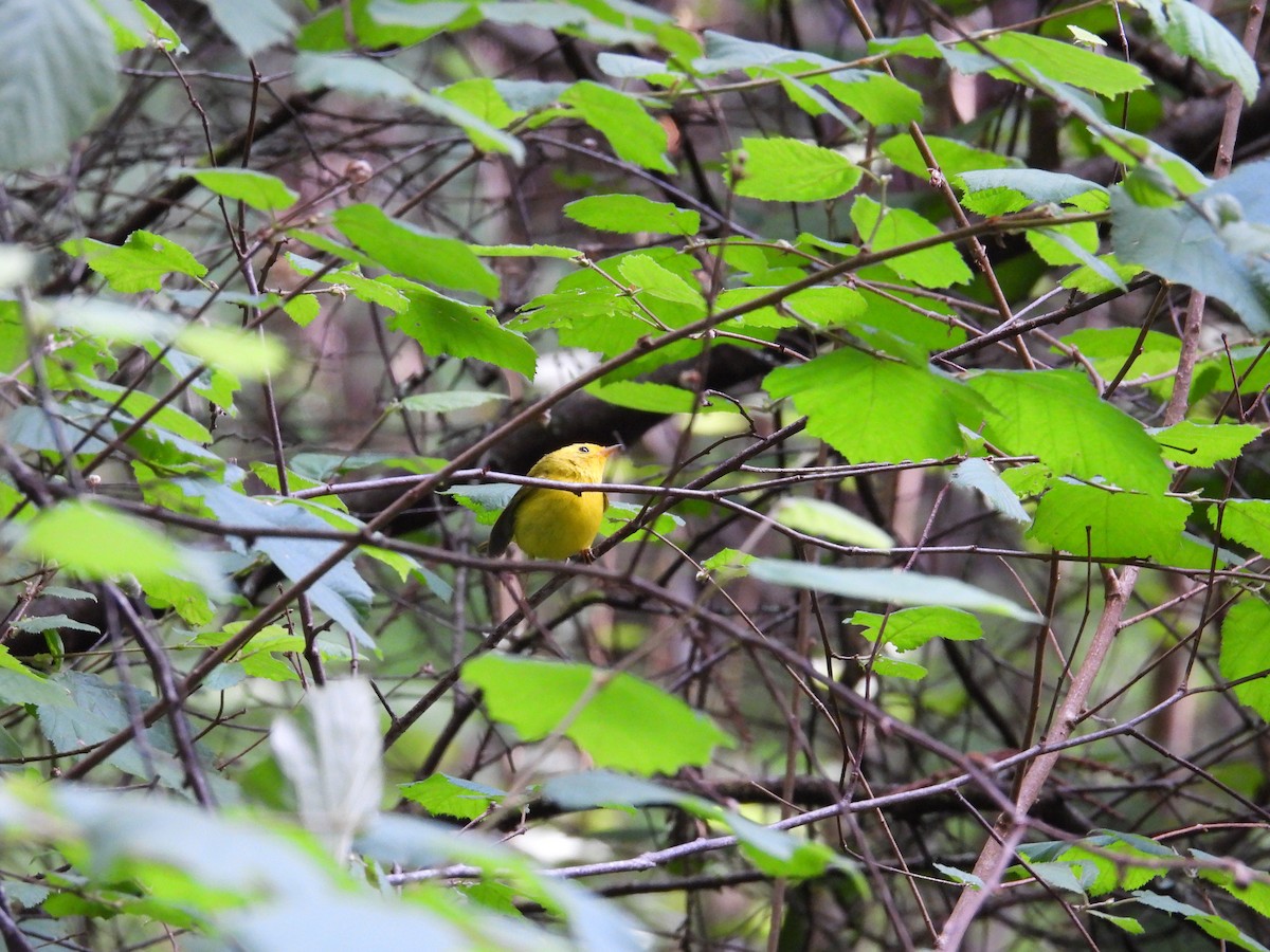 Wilson's Warbler - ML659367307