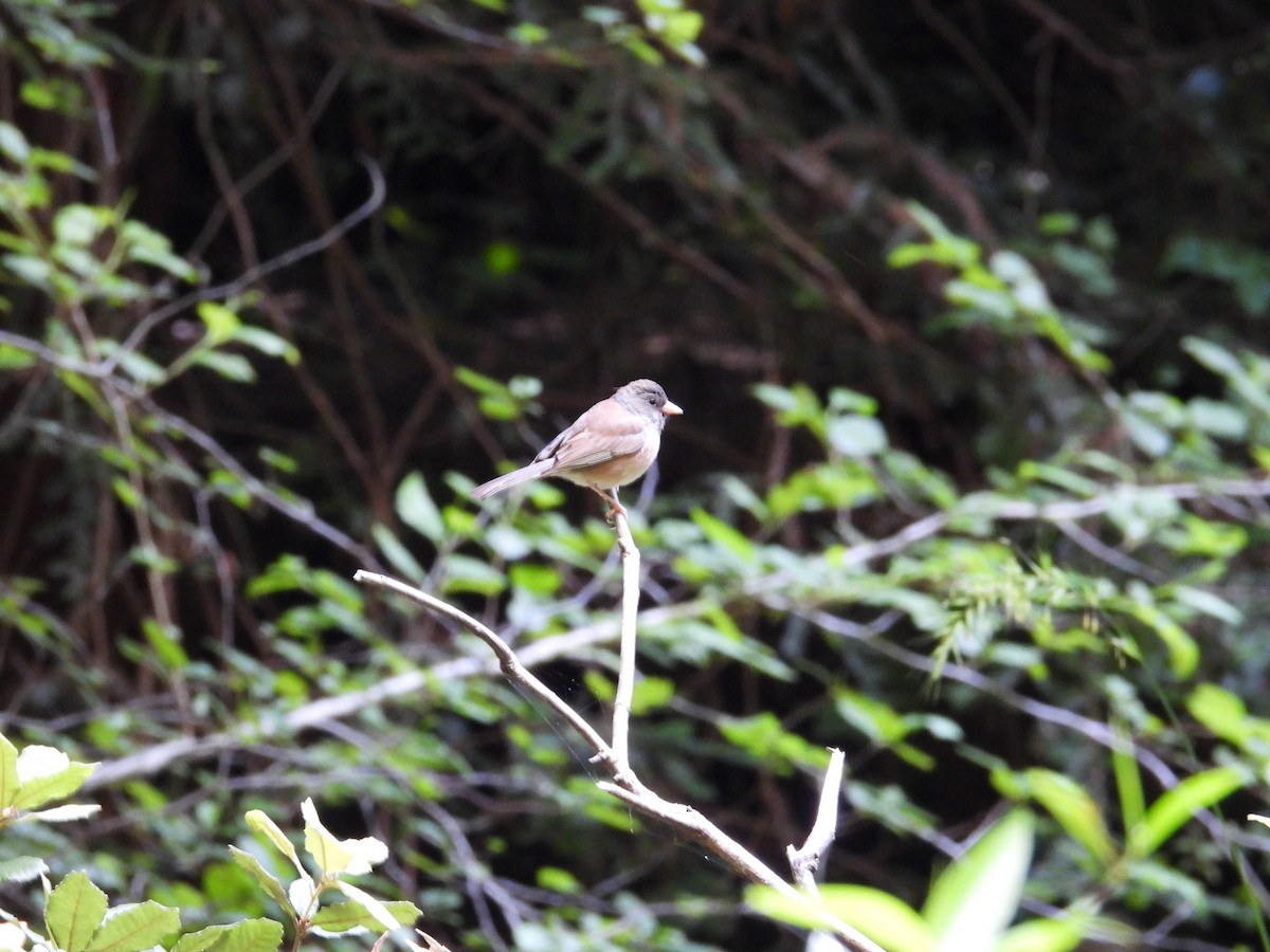 Dark-eyed Junco - ML659367327
