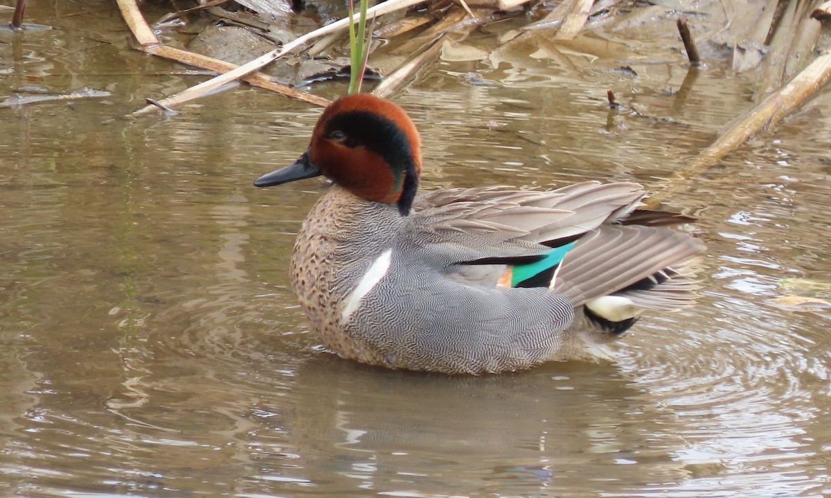 Green-winged Teal - ML659367413