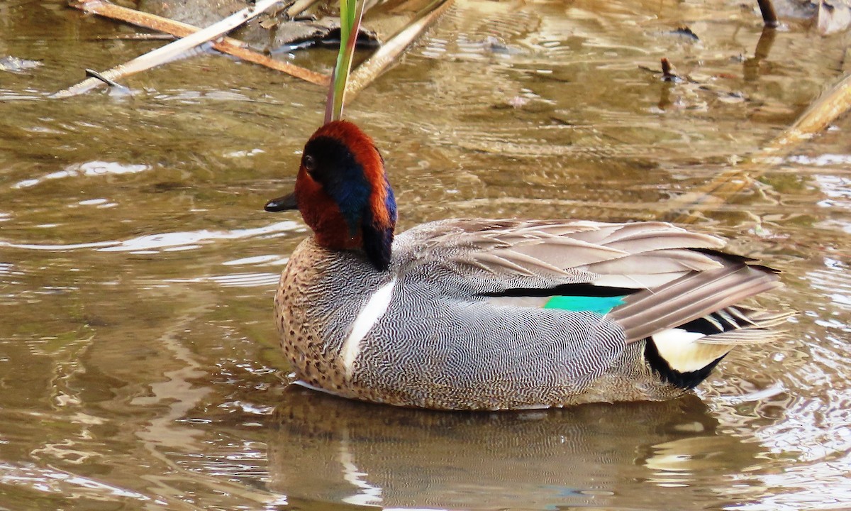 Green-winged Teal - ML659367414