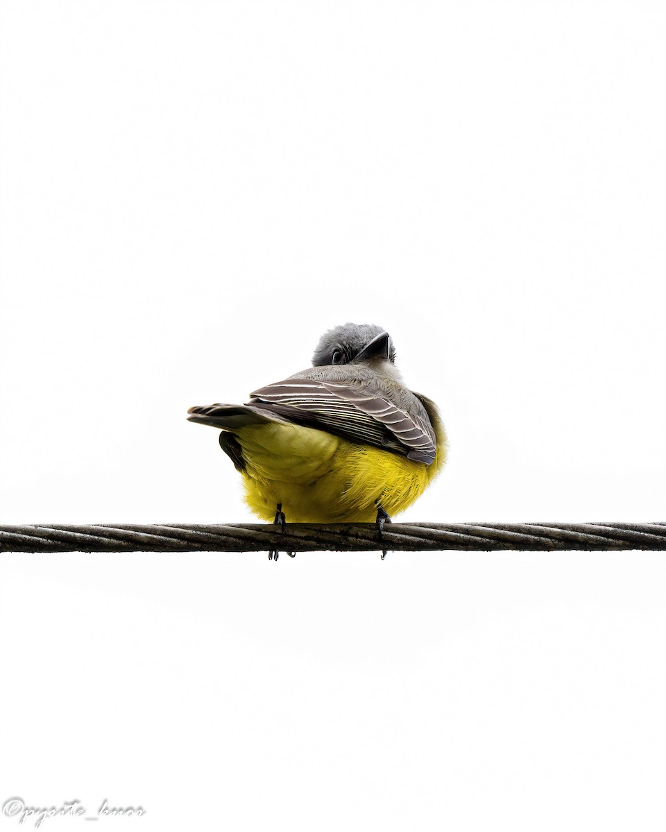 Tropical Kingbird - ML659367504