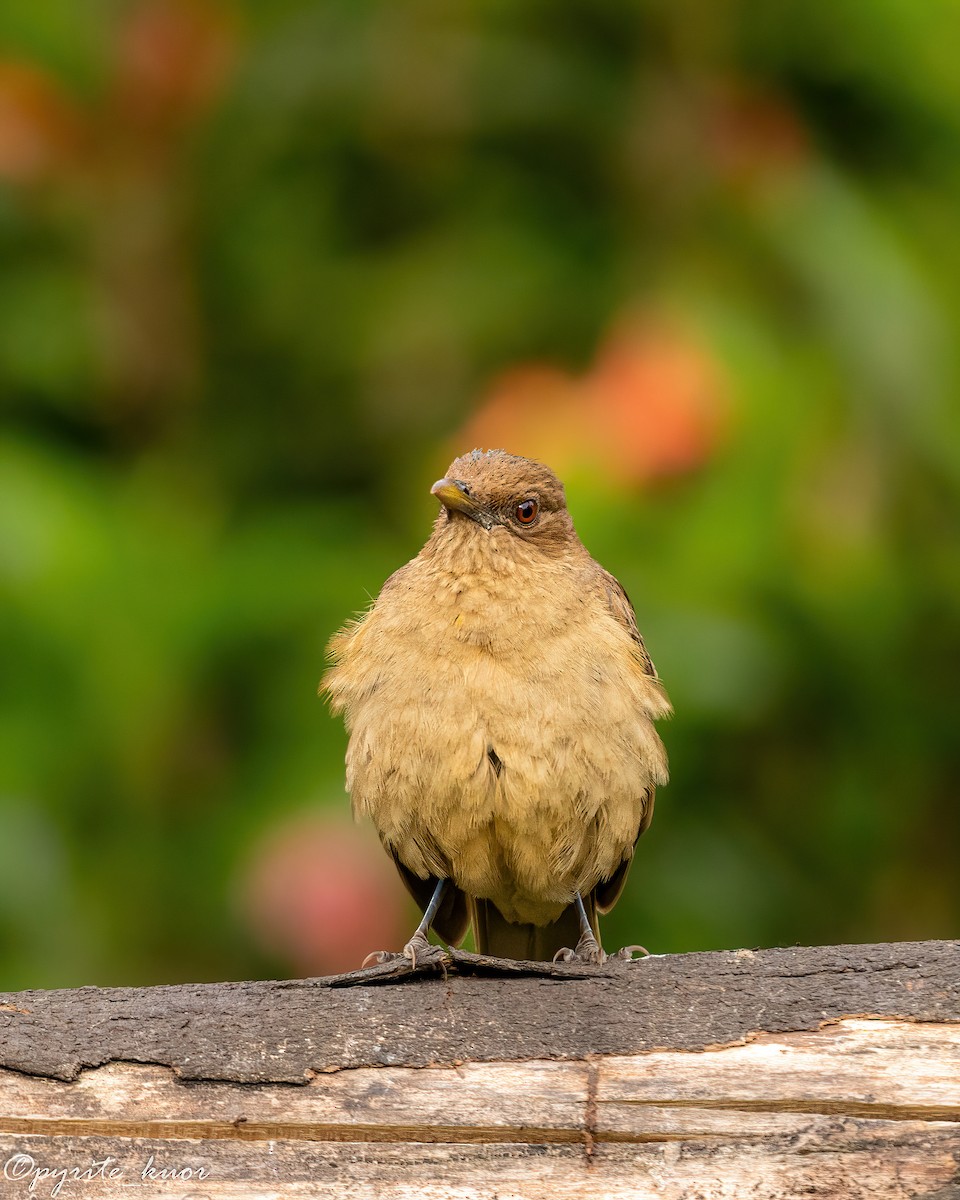 Clay-colored Thrush - ML659367510
