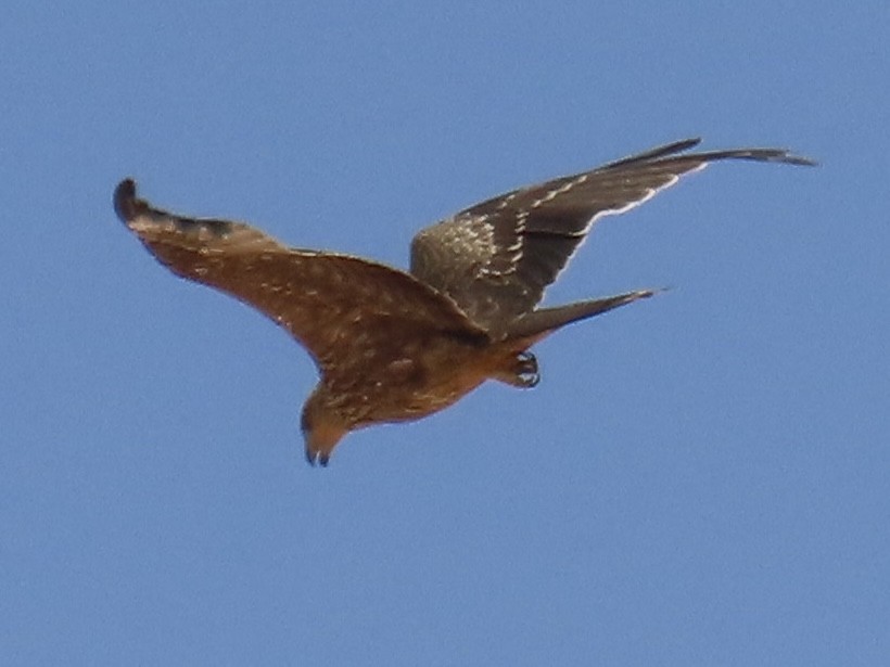 Black Kite - ML659367525