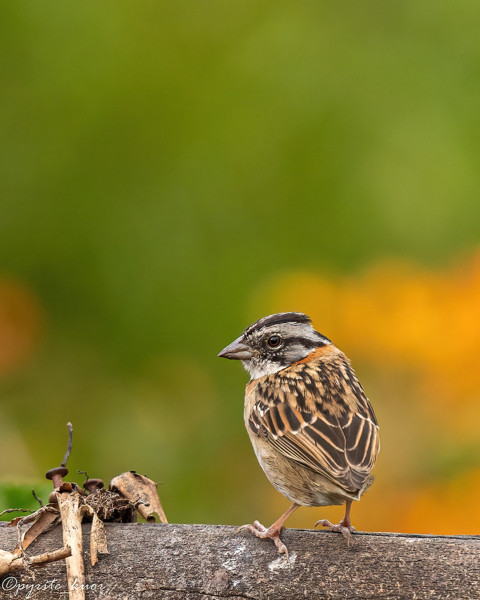Rufous-collared Sparrow - ML659367526