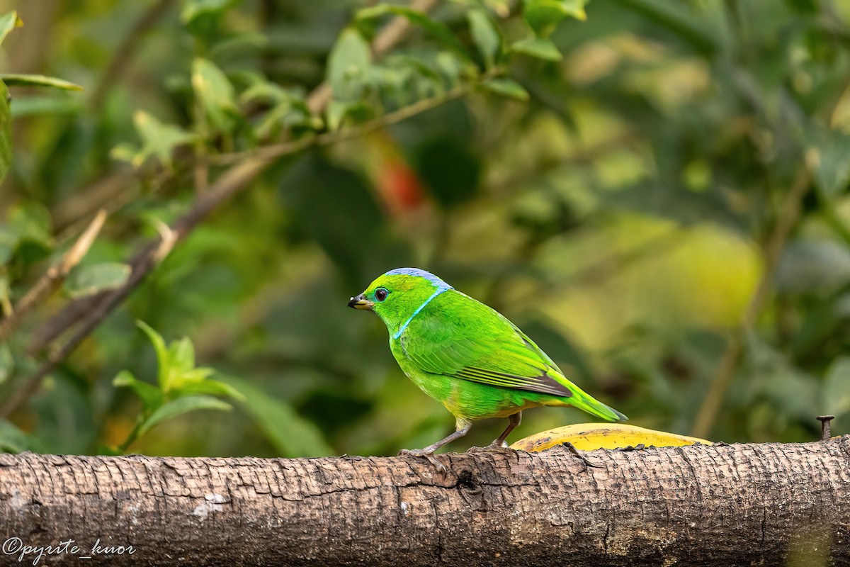 Golden-browed Chlorophonia - ML659367570