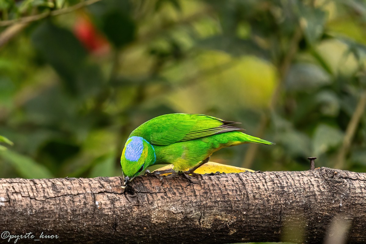 Golden-browed Chlorophonia - ML659367571