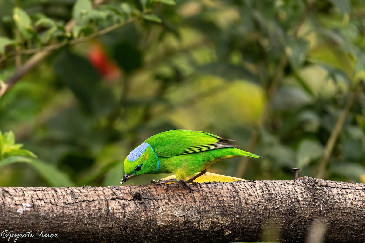 Golden-browed Chlorophonia - ML659367572