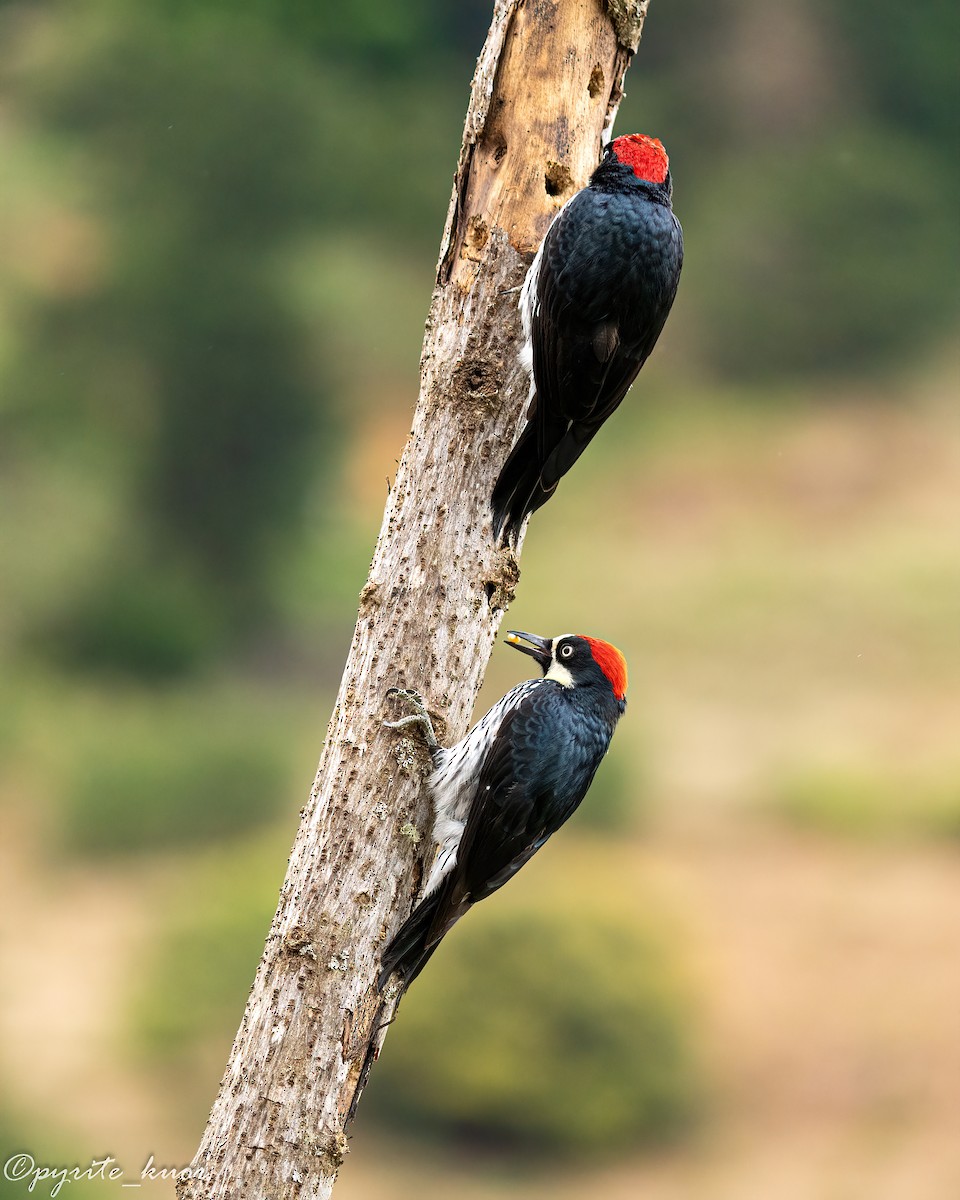 Acorn Woodpecker - ML659367574