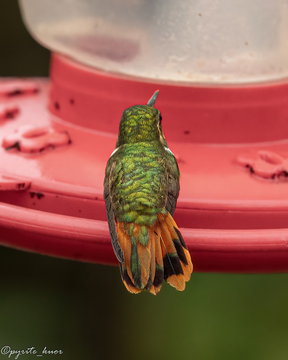 Scintillant Hummingbird - ML659367582