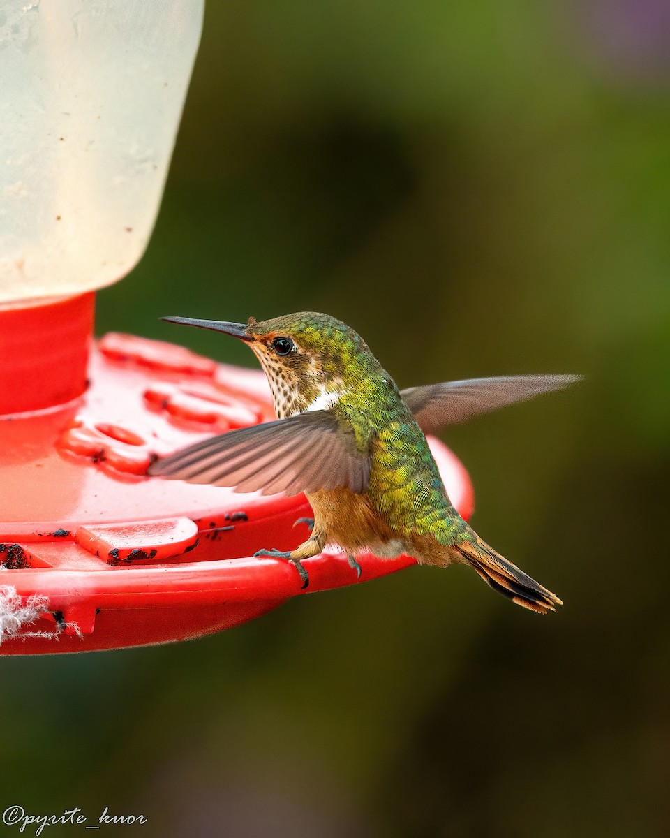 Scintillant Hummingbird - ML659367583