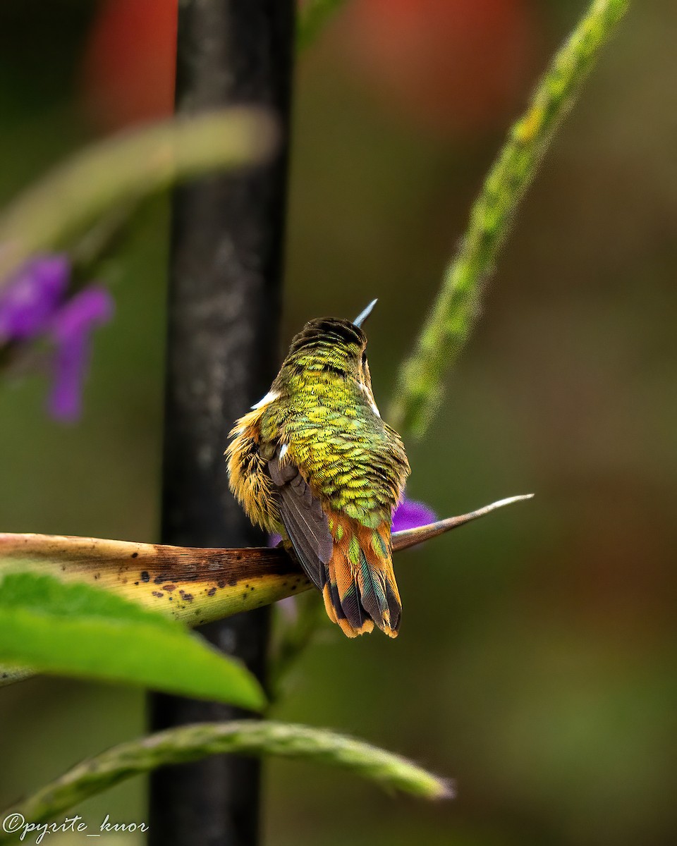 Scintillant Hummingbird - ML659367584