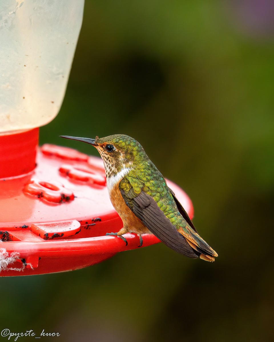 Scintillant Hummingbird - ML659367585
