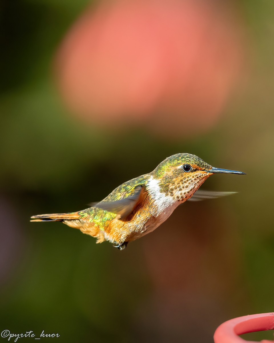 Scintillant Hummingbird - ML659367586
