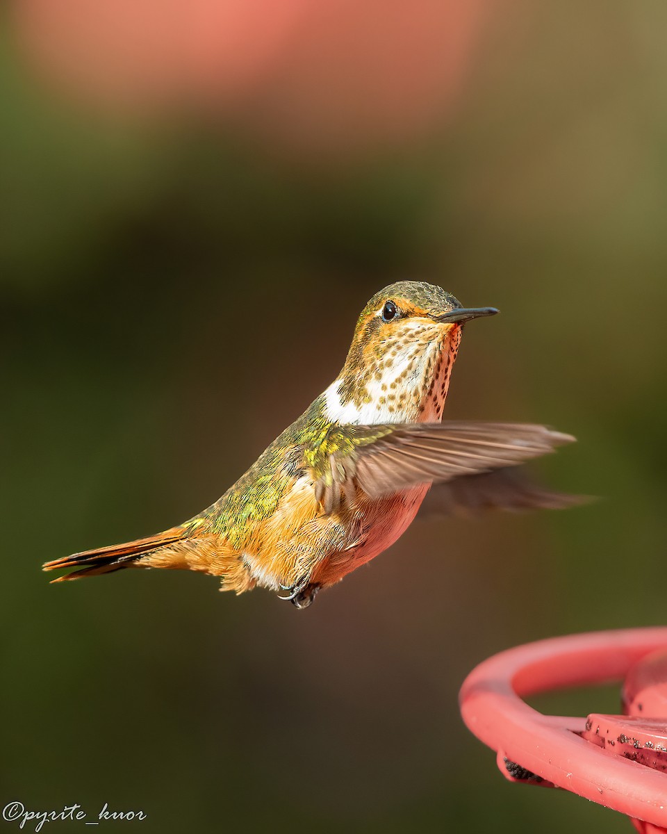 Scintillant Hummingbird - ML659367587