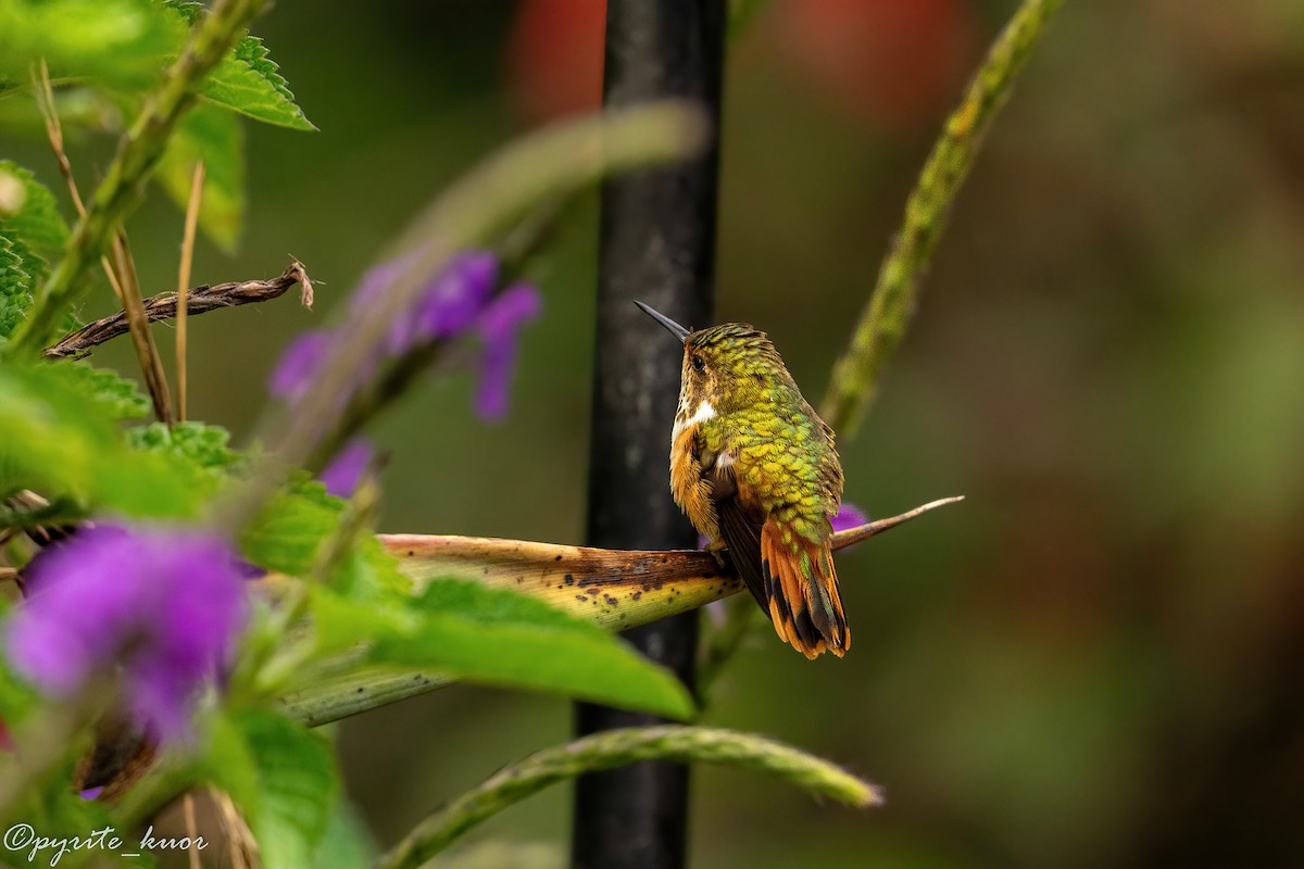 Scintillant Hummingbird - ML659367588