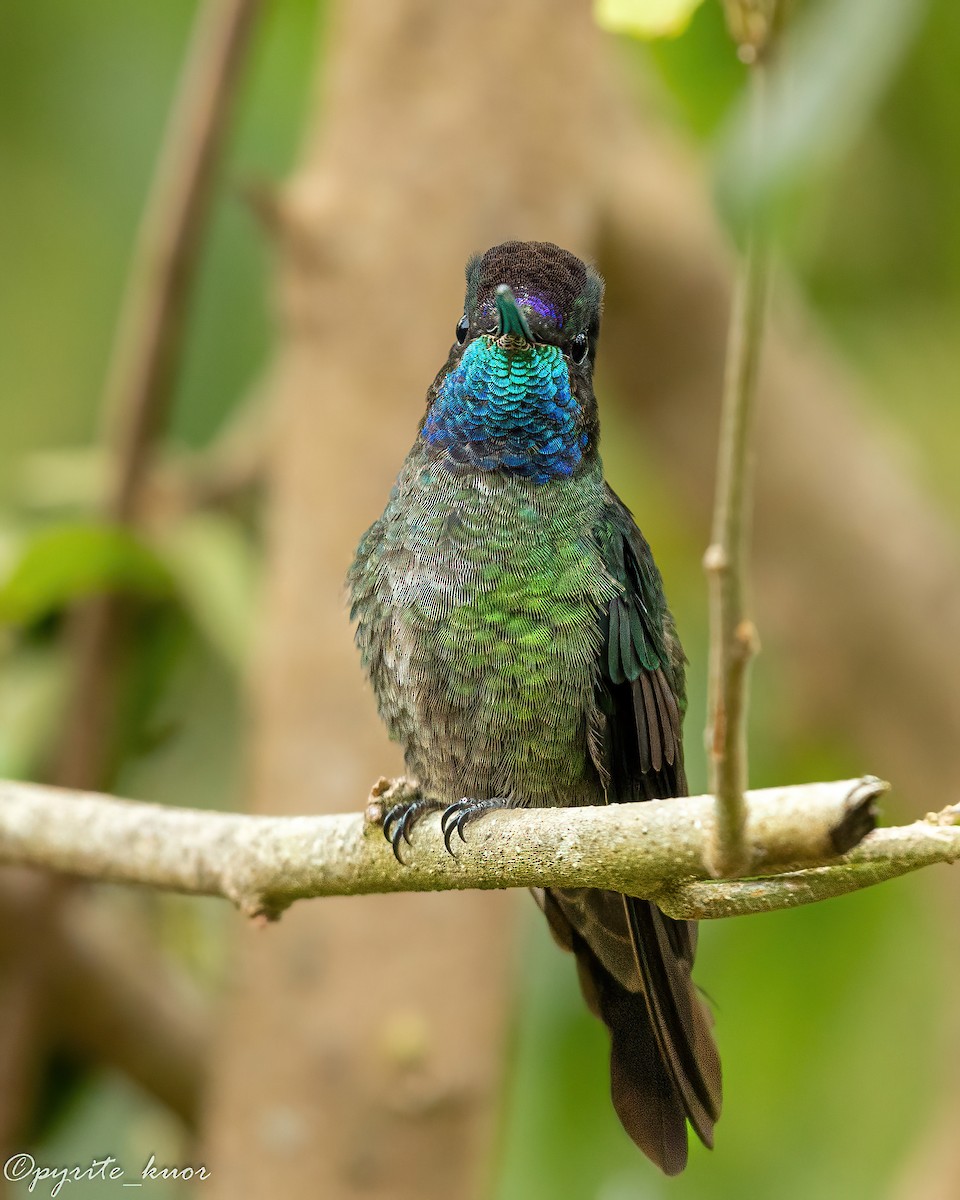 Talamanca Hummingbird - ML659367599