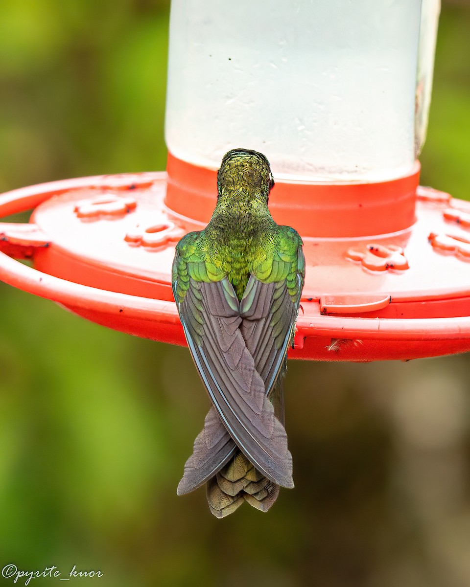 Talamanca Hummingbird - ML659367600