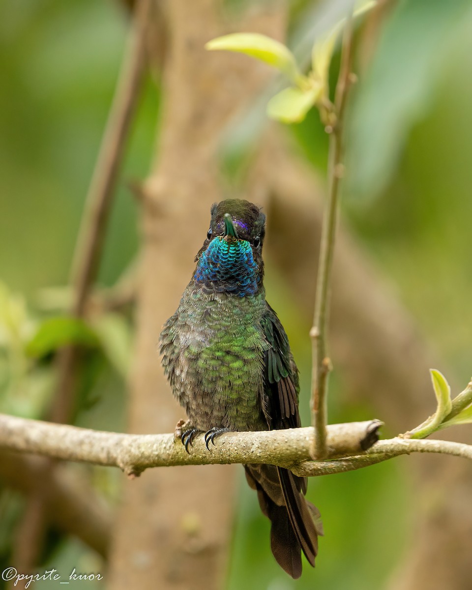 Talamanca Hummingbird - ML659367601