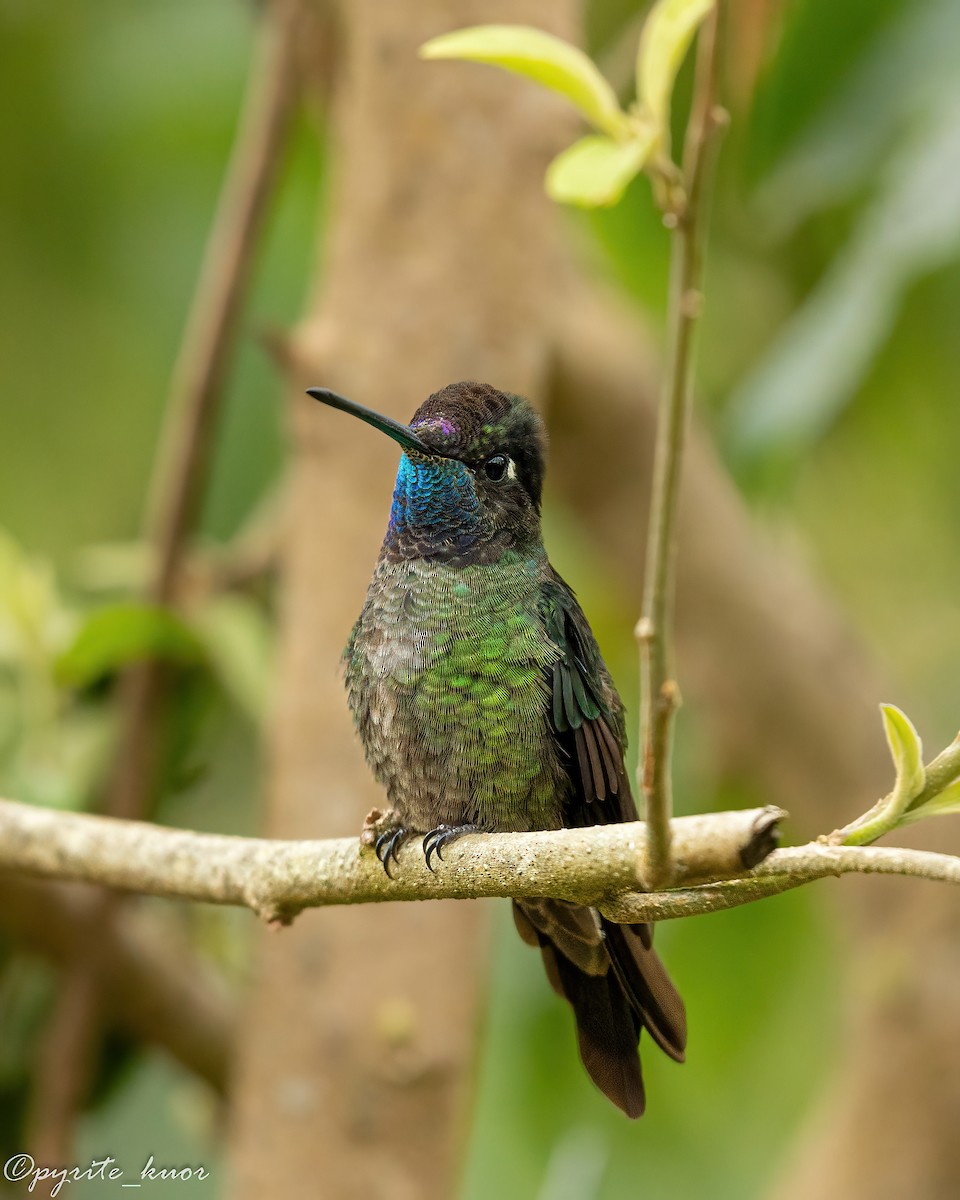 Talamanca Hummingbird - ML659367602