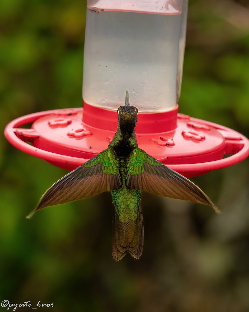 Talamanca Hummingbird - ML659367603