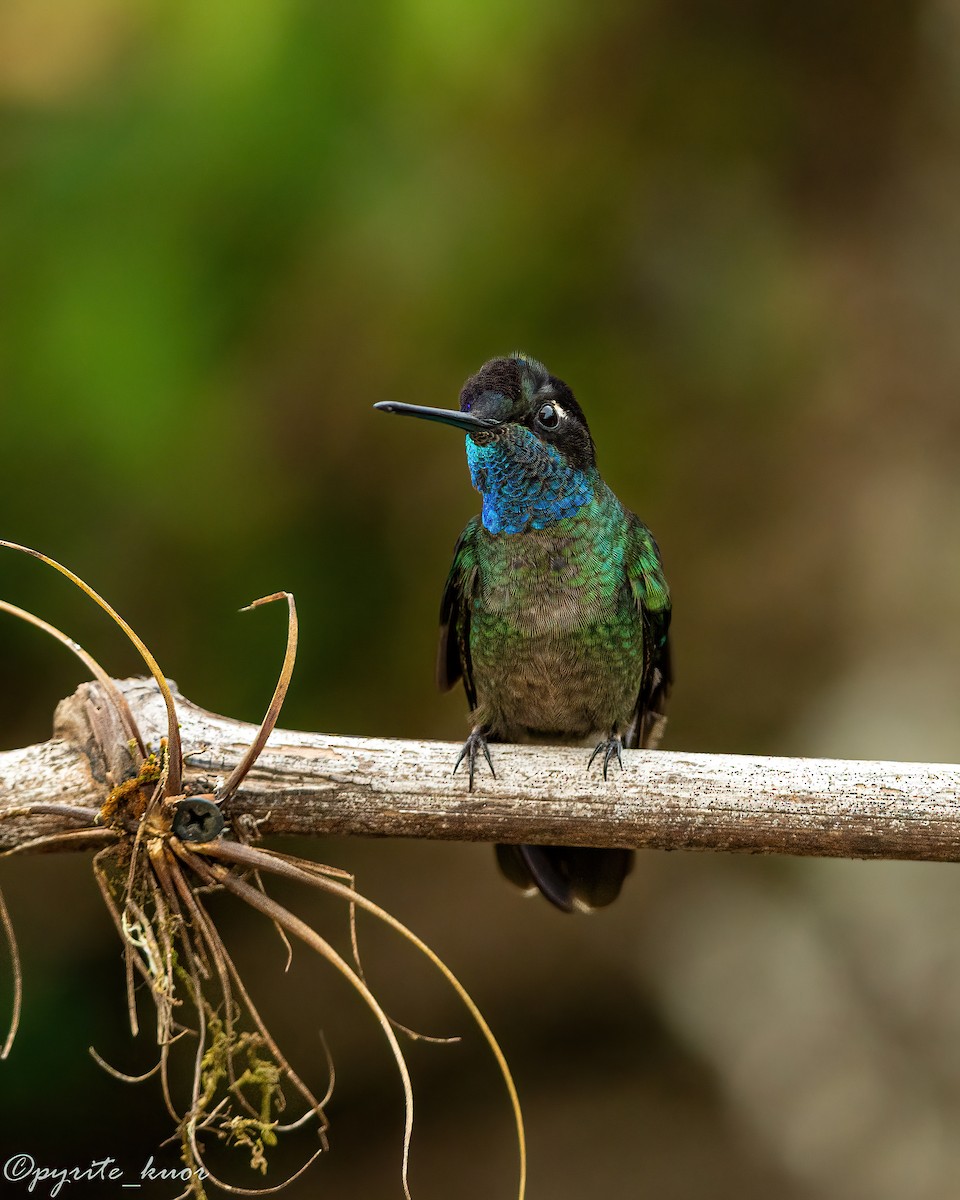 Talamanca Hummingbird - ML659367604