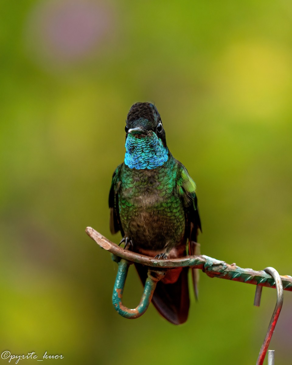 Talamanca Hummingbird - ML659367605